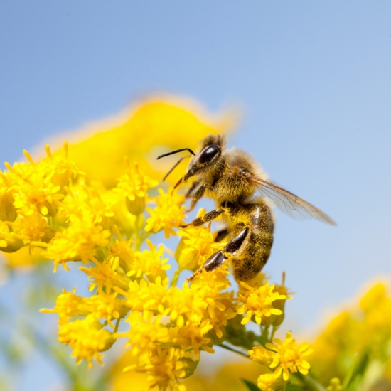 Honey Bee on Goldenrod