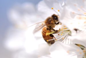 Bee on Flower Shutterstock 190425893