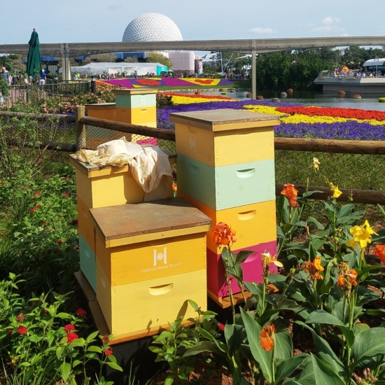 Epcot Honey Bee stro Hives