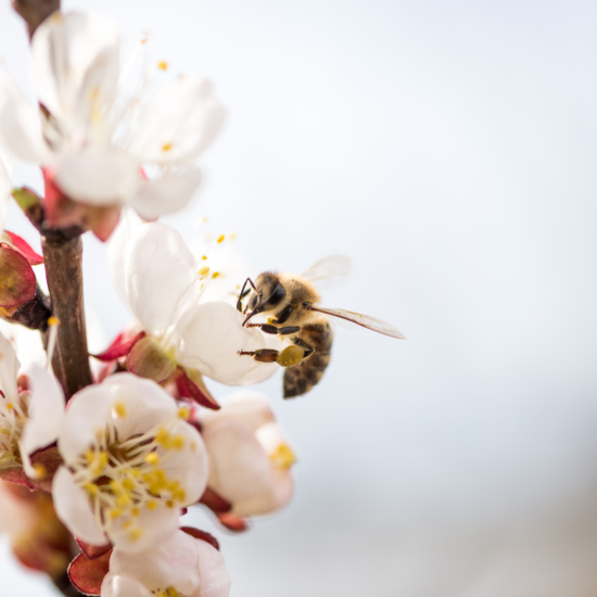Honey Bee on White and Pink Blossom