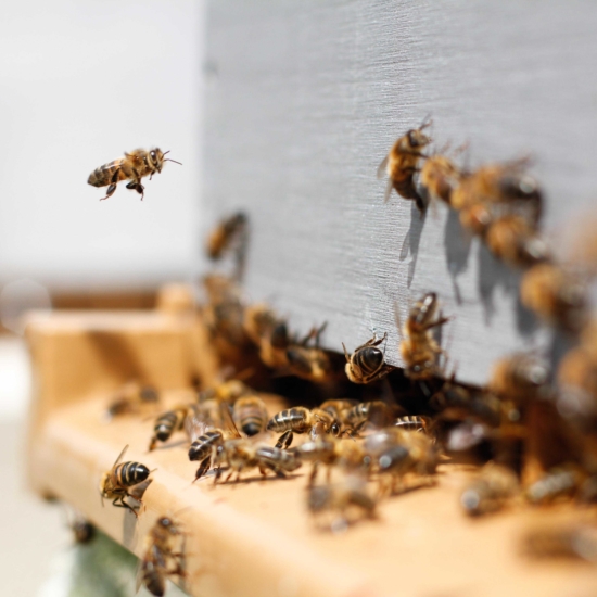 Honey Bees Entering White Hive Box